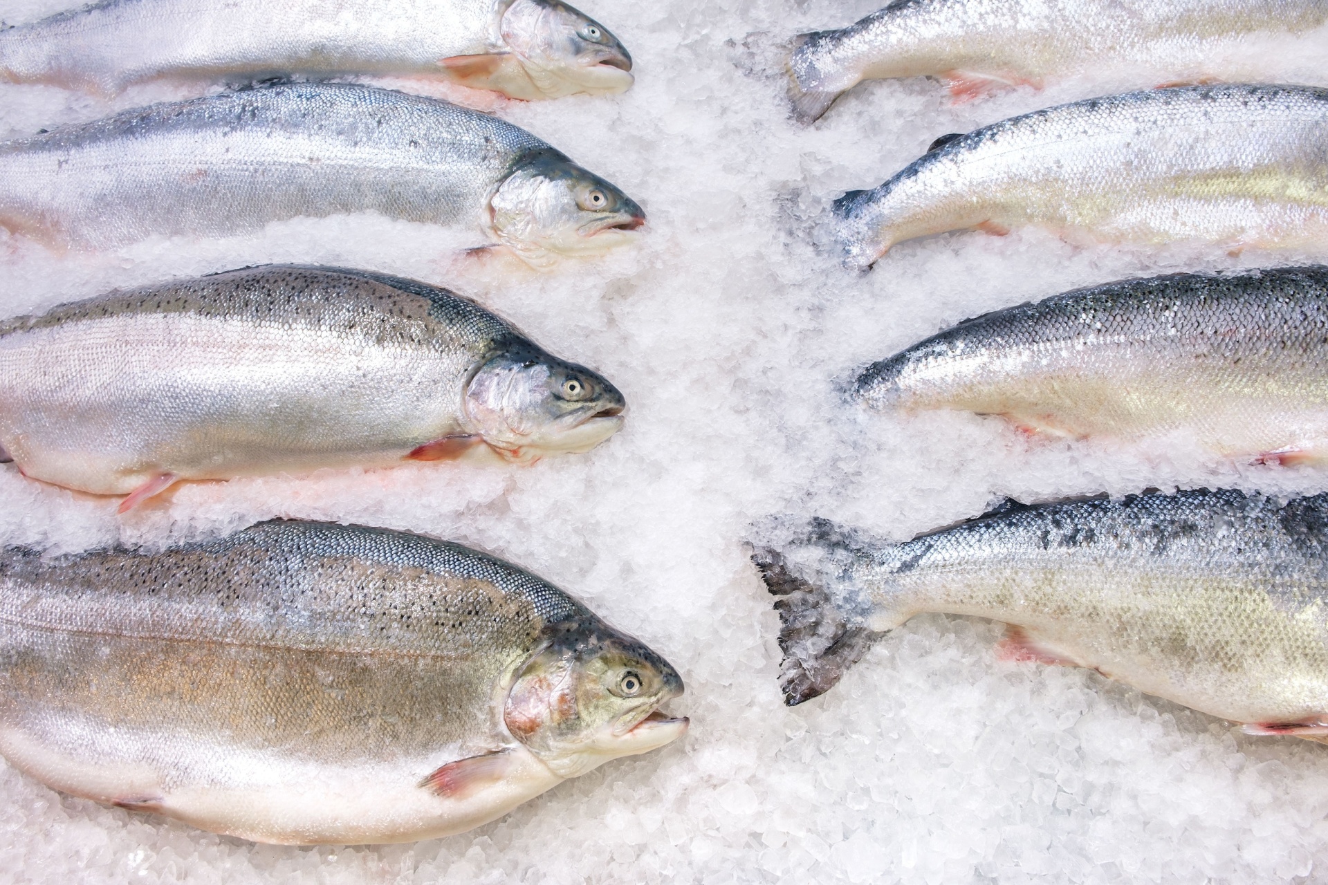 Norsk laks ligger på is